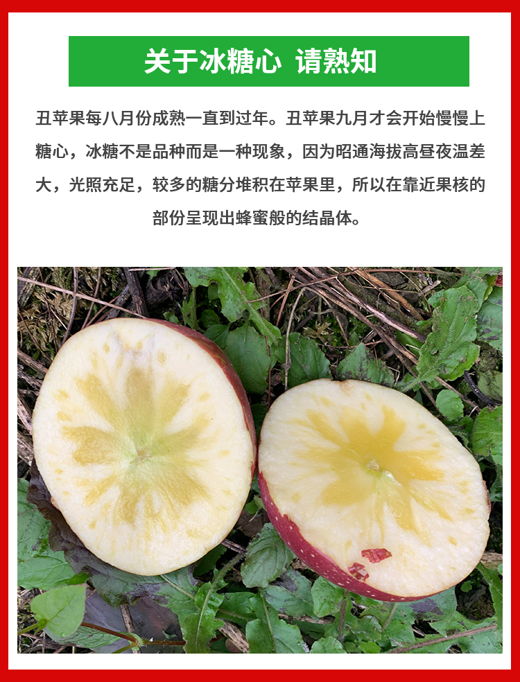 玫栀2024年新果现摘云南昭通野生丑90mm脆甜新鲜大果10斤苹果冰糖心稀有水果新鲜脆甜大果 90mm(含)-95mm(不含) 10斤详情图片5