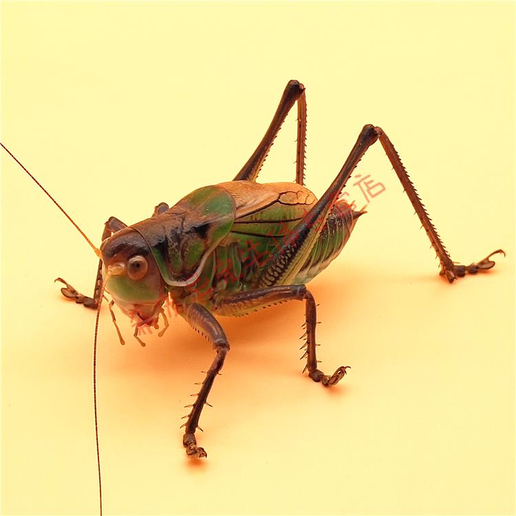 好品相山青蝈蝈1只【图片 价格 品牌 报价】-京东