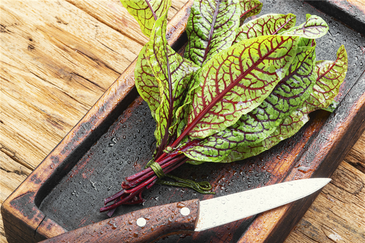 新鲜红脉酸模叶1盒40片 红酸模草酢浆草食用花酒店摆盘装饰酸膜叶