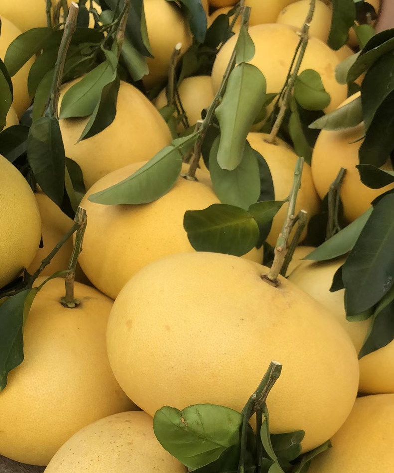 玉环文旦柚子浙江台州楚门当季新鲜孕妇水果白红心蜜柚子20斤礼盒装现
