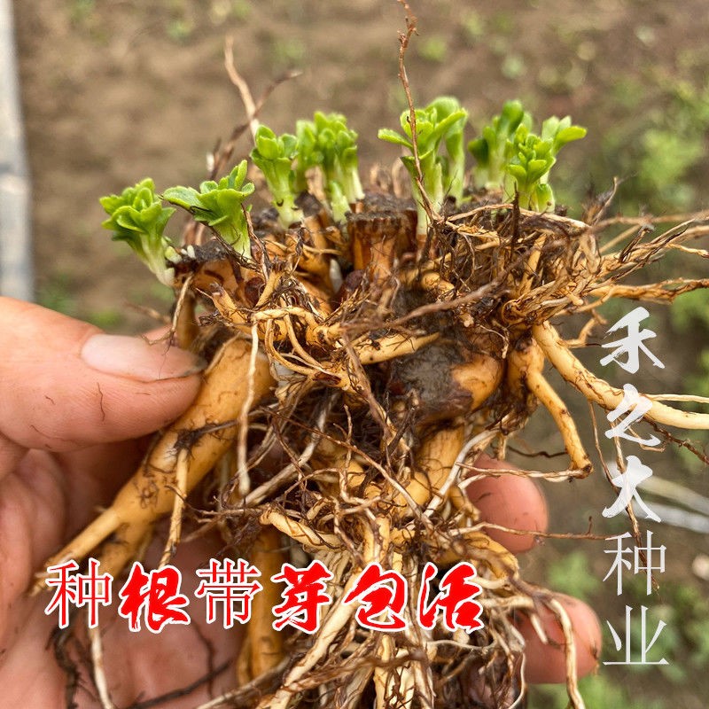 养心菜种苗子种子籽高钙菜救心菜苗子阳台盆栽救心菜营养特色菜养心菜