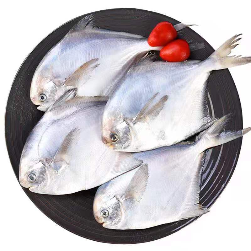 银鲳鱼东海舟山银鲳鱼大号鲳鱼新鲜鲜活速冻鲳鱼生鲜水