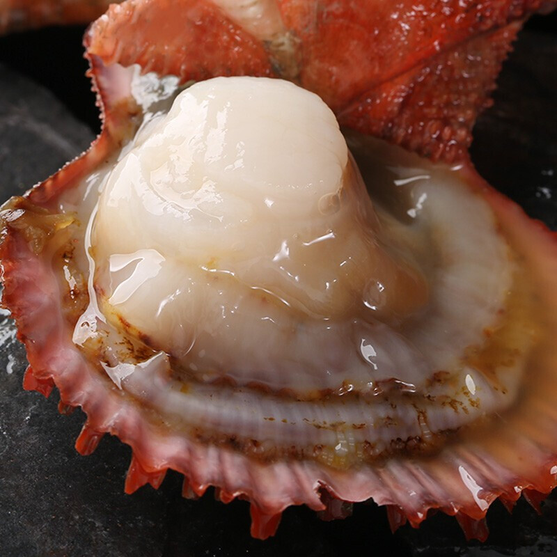 棠鲜生生鲜活鲜红扇贝新鲜水产扇贝生鲜500g