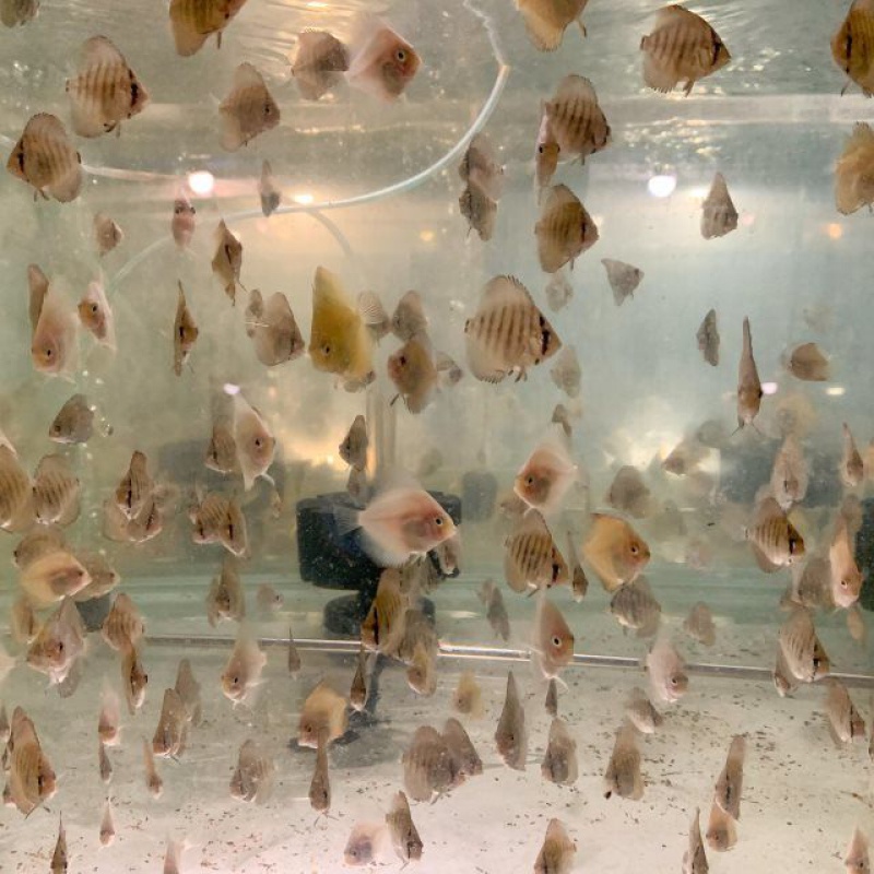 【京东】七彩神仙鱼 鱼苗 神仙鱼 观赏鱼 热带鱼 活 渔场 包损耗 风水