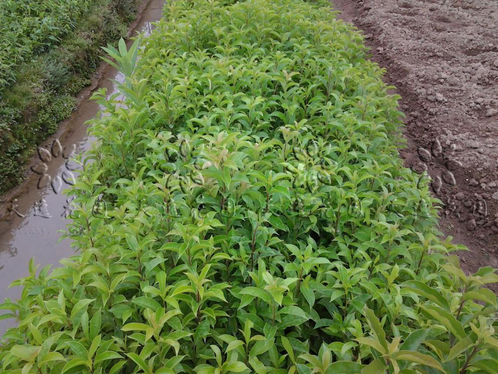 铁冬青树苗万紫千红树苗白银树苗广东带叶营养杯土 高20-30厘米(2棵15