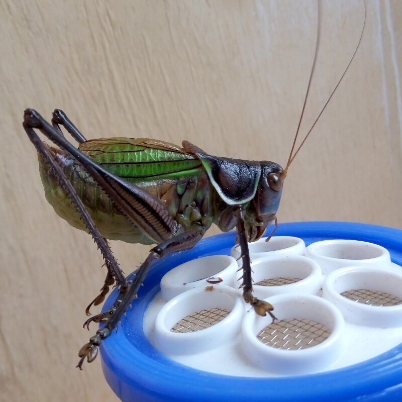 【京东推荐】新蜕蚰子平谷铁蝈蝈山青翠绿蝈蝈鸣虫螽斯蛐蛐蛞蛞爬虫小