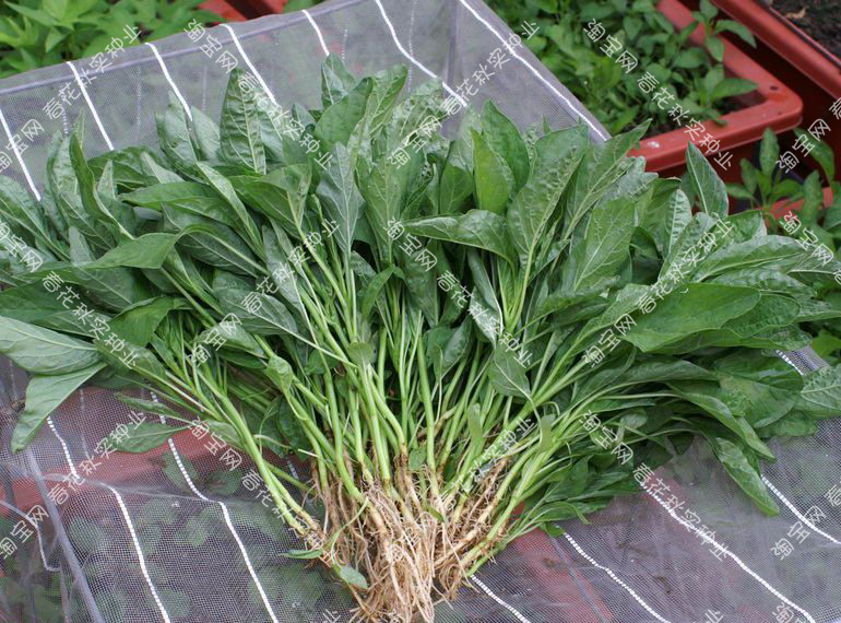 柳叶青苋菜种子细叶尖叶春夏秋四季播蔬菜种籽阳台盆栽大田易种青苋菜