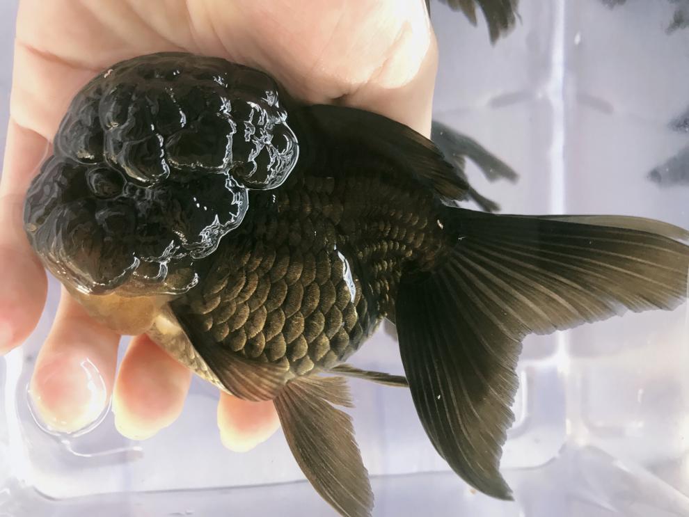 族萃红/黑狮子头金鱼观赏鱼国粹萌萌大脑袋狮子头金鱼进宝 2条黑狮头