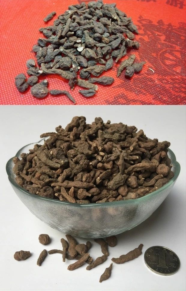 dj好物蕨麻野生人参果耶豆根西藏甜新鲜月子粥甘南青海玉树2021新蕨麻