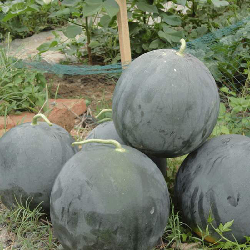 黑皮黄壤西瓜种子美金无籽菠萝蜜超甜黄心西瓜种籽孑早熟高产大果 黑