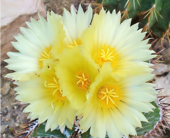 园艺 般若仙人球盆栽仙人球 开花仙人球 般若大球 绯花玉 实生般若5cm