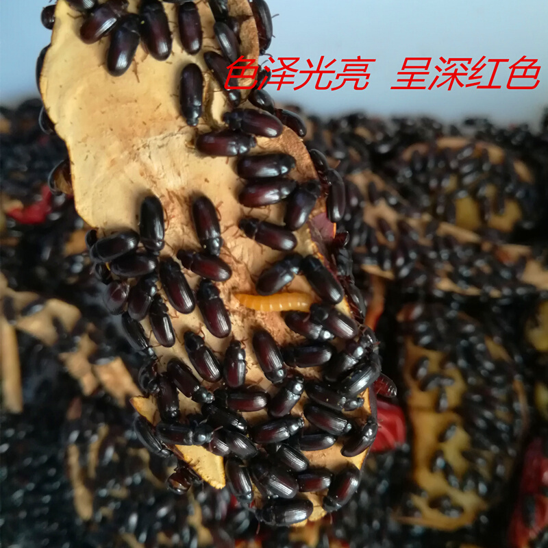 店铺推荐正宗九龙虫洋虫活体幼虫宠物虫长命虫促销20克药食材养殖活20