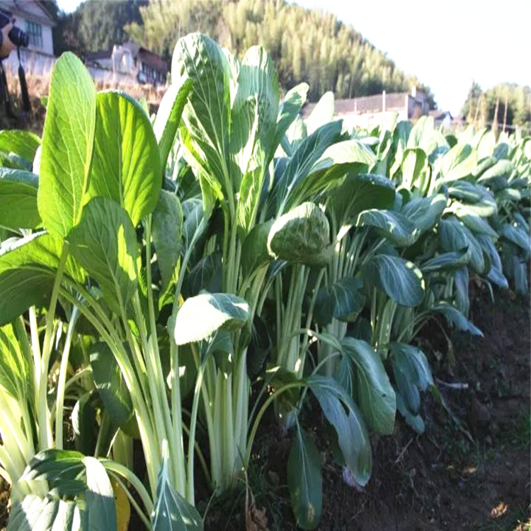 高梗白高梗青白菜种子长杆白菜种籽高杆小白菜腌制酸菜大田蔬菜孑