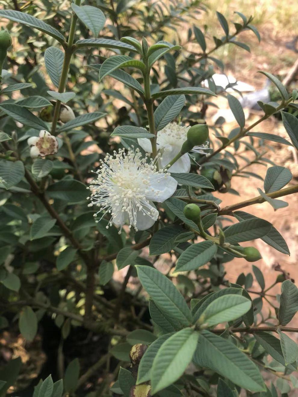 花姬 新品小叶番石榴 小叶香红心芭乐迷你小番桃四季当年结果盆栽地栽