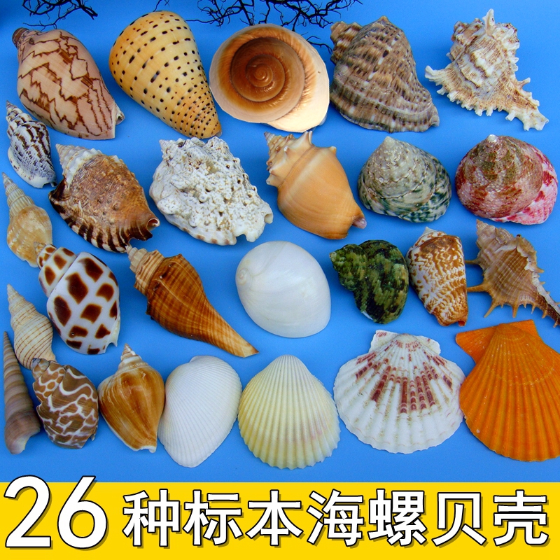 天然海螺贝壳海星鱼缸水族箱造景装饰寄居蟹换壳工艺品 花扇贝1斤
