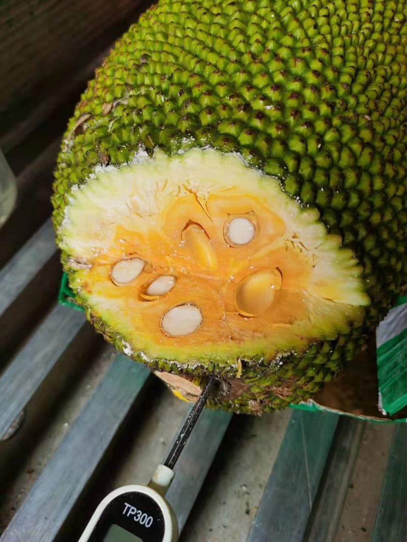 泰国红肉菠萝蜜新鲜水果6-16斤热带精品整个果红心 8-12斤