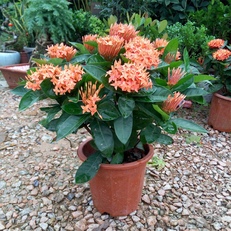 香葶苑龙船花植物盆栽四季开花仙丹花庭院山丹丹木本植物花卉阳台种植