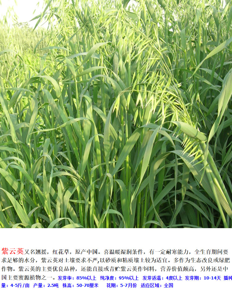 冬牧70黑麦草种籽养殖禽畜耐寒高产进口四倍体宽叶秋冬季牧草种子