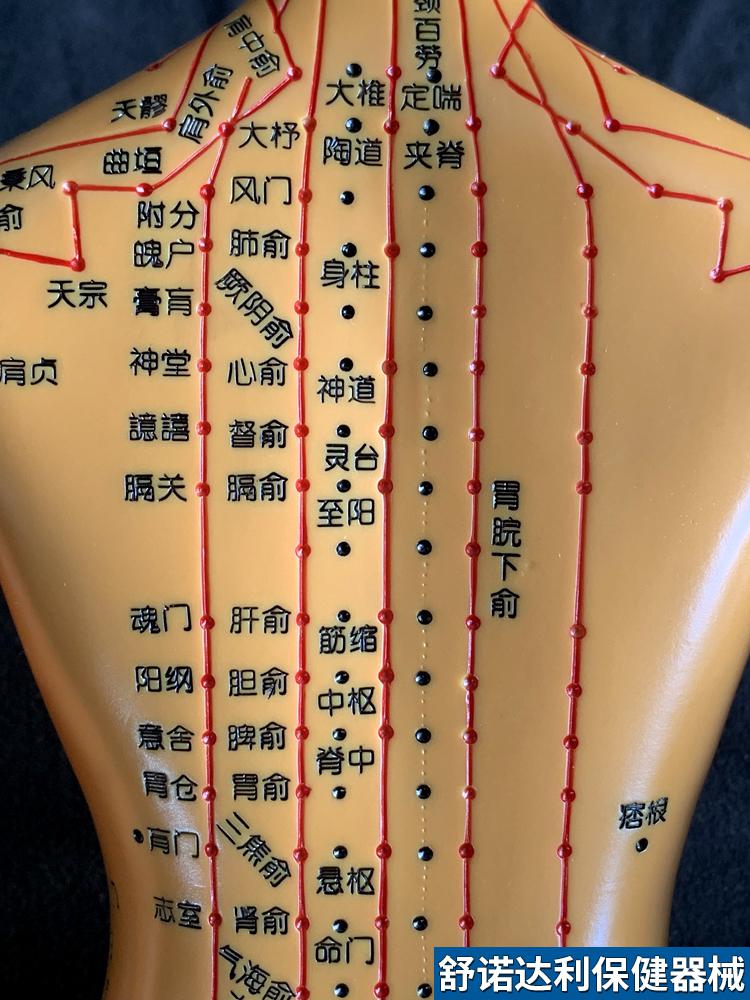 超清晰经络通男女人体模型人体经络图中医铜人针灸穴位模型小人 54cm
