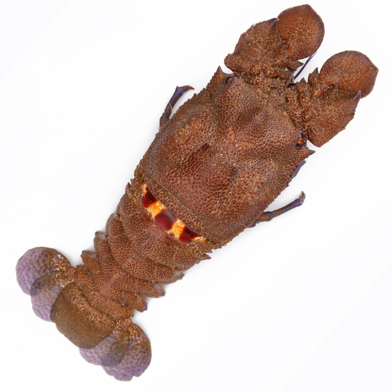 【舔鲜海鲜-顺丰】鲜活犀牛虾2只/斤海鲜水产进口琵琶虾九齿扇虾皮皮