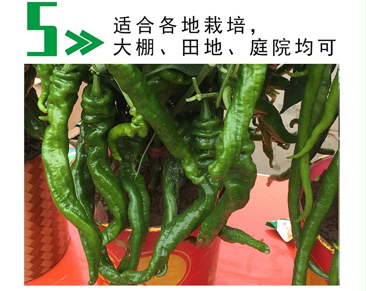 中科茂华辣脆螺丝椒f1辣椒种子高辣度大果2025厘米抗病庭院阳台盆栽芊