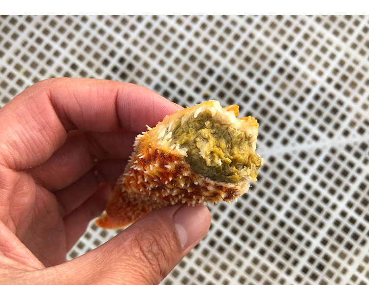 海星海鲜鲜活水产满籽青岛泛滥新鲜大个五角星海五星熟冻活的 3斤