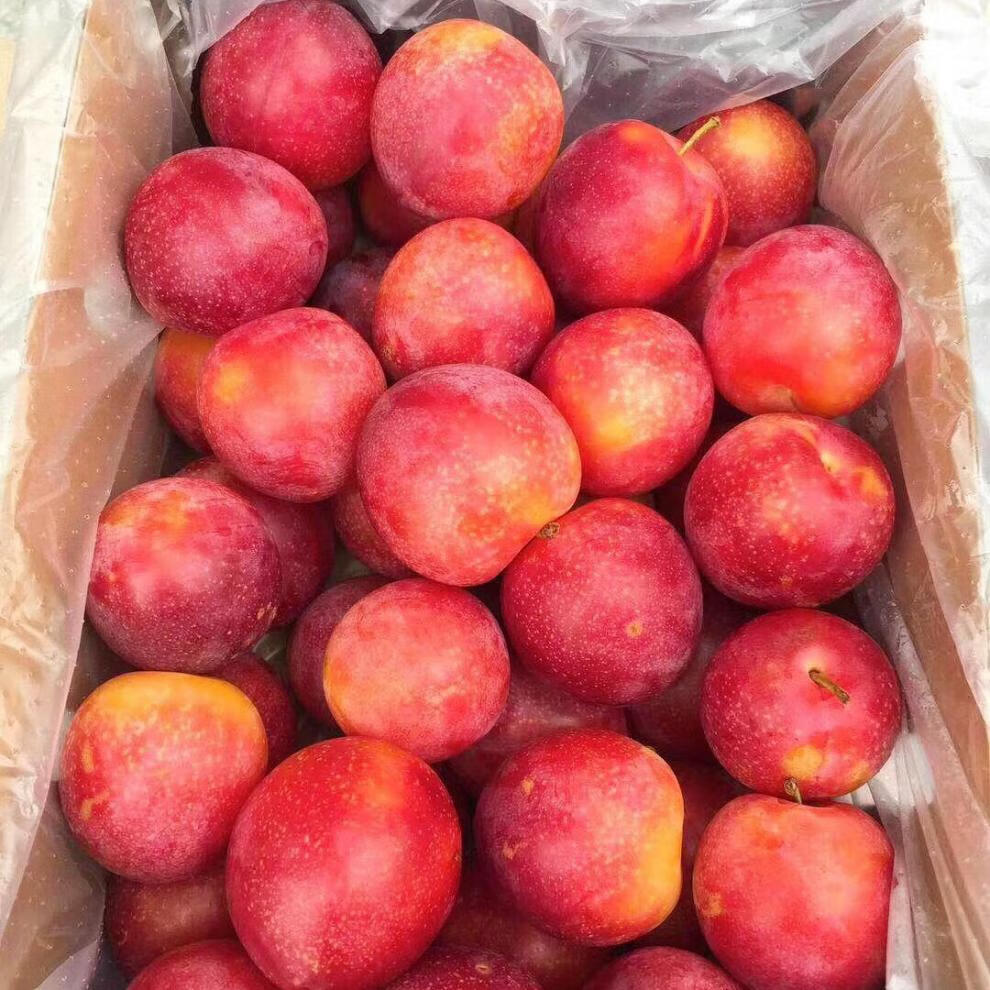 澳洲樱桃李脆甜多汁4斤礼盒装进口水果新鲜樱桃李子