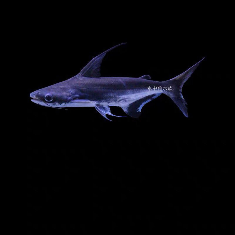 淡水鲨鱼成吉思汗鲨蓝鲨鱼大白鲨虎头鲨鱼白化鲨热带鱼观赏鱼活体黄金