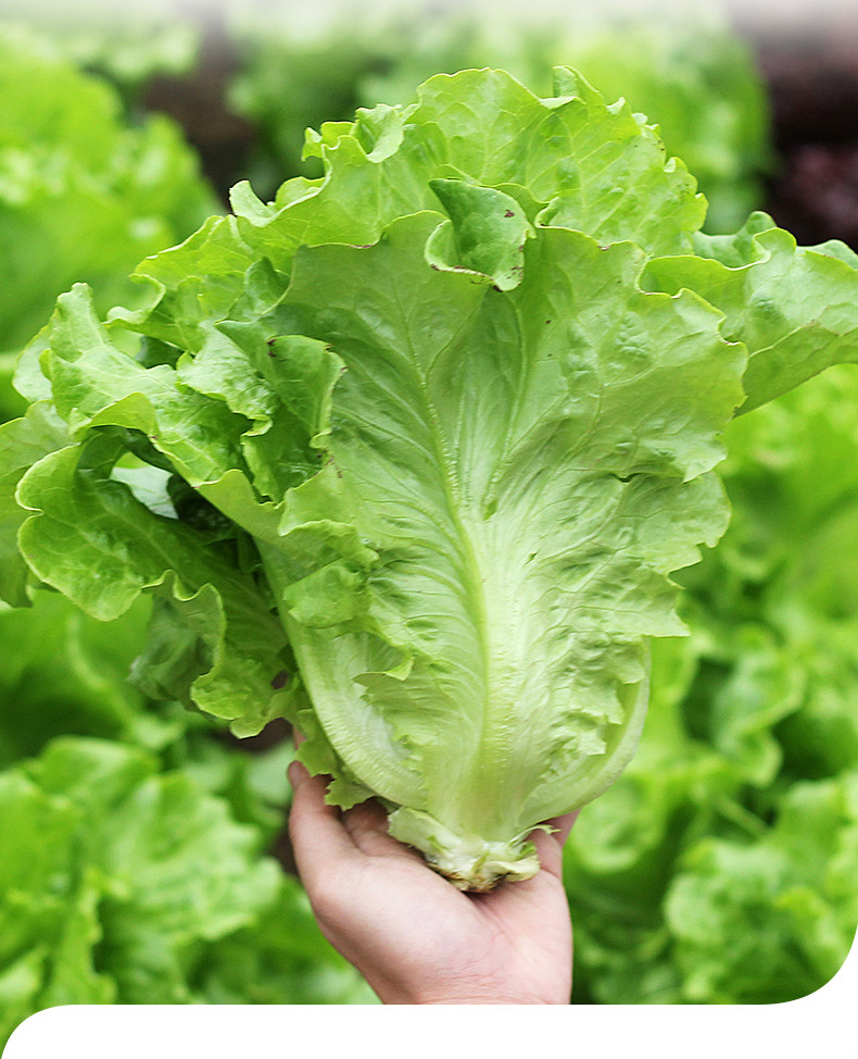 京鲜配送新鲜奶油生菜新鲜蔬菜生吃绿色叶菜青菜沙拉菜配菜蔬菜团购