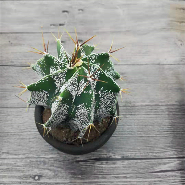 园艺 般若仙人球盆栽仙人球 开花仙人球 般若大球 绯花玉 实生般若5cm