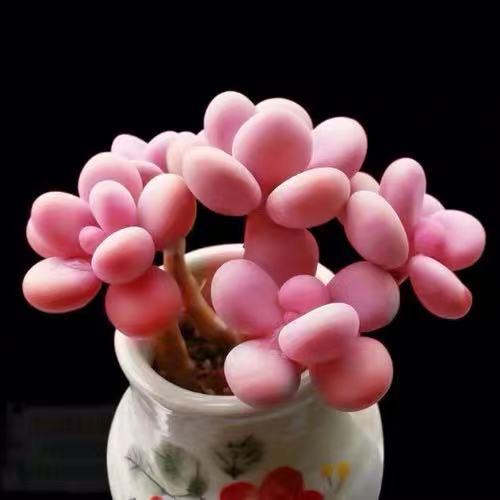桃蛋多肉植物批发花卉绿植小盆栽室内好养易活懒人花粉色肉肉桃蛋单头