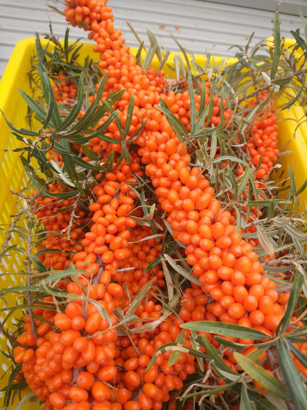 进口大果沙棘果树苗中华沙棘苗盆栽俄罗斯新品种带土当年结果 俄罗斯