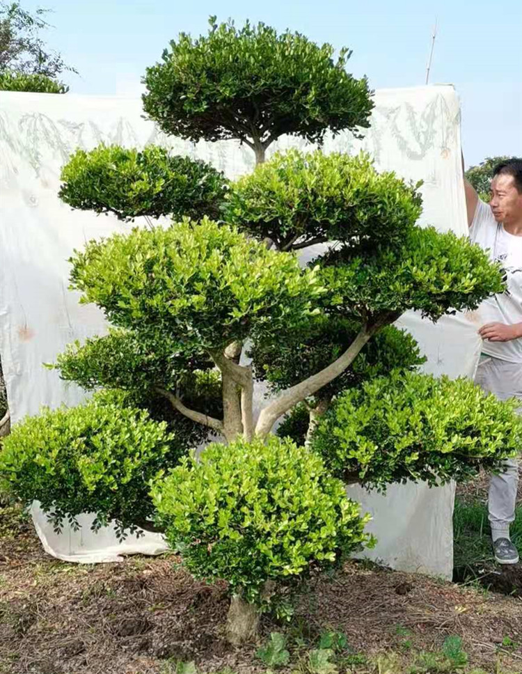 小叶瓜子黄杨树苗庭院别墅景观绿化景四季常青乔木 精品造型1.