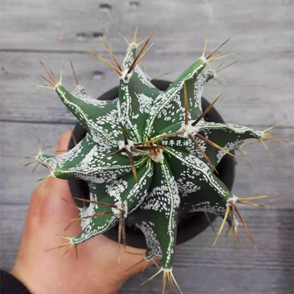 园艺 般若仙人球盆栽仙人球 开花仙人球 般若大球 绯花玉 实生般若5cm