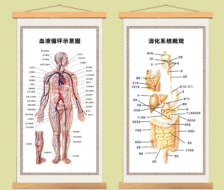 人體內臟掛圖解剖示意圖五臟六腑器官圖肌肉骨骼神經結構掛圖 單幅