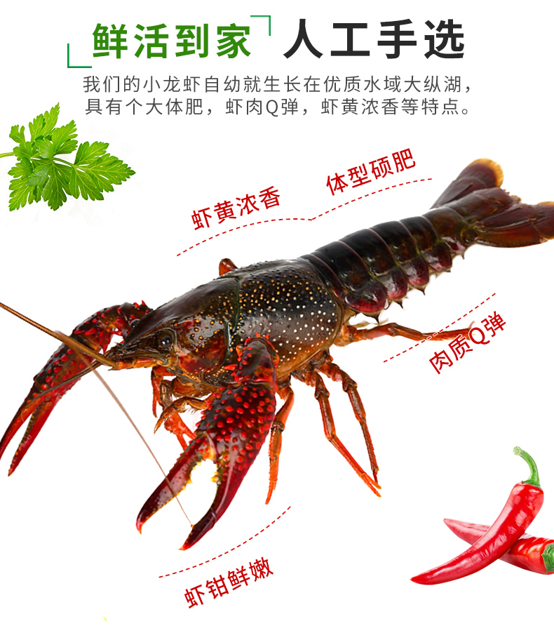 京诗悦小龙虾鲜活虾清淡水特大活体新鲜大虾35斤香辣麻辣龙虾冰鲜3斤
