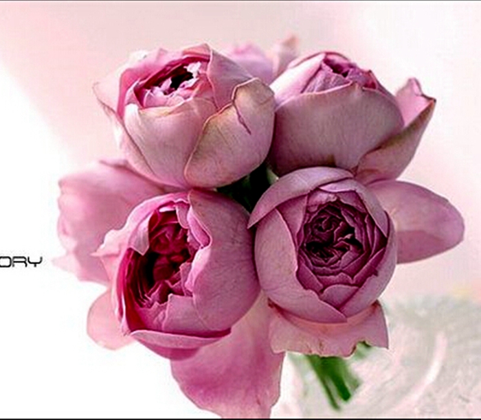 durose伊芙系列大苗繁华都市浓香灌木玫瑰阳台月季花苗盆栽绿植英伦