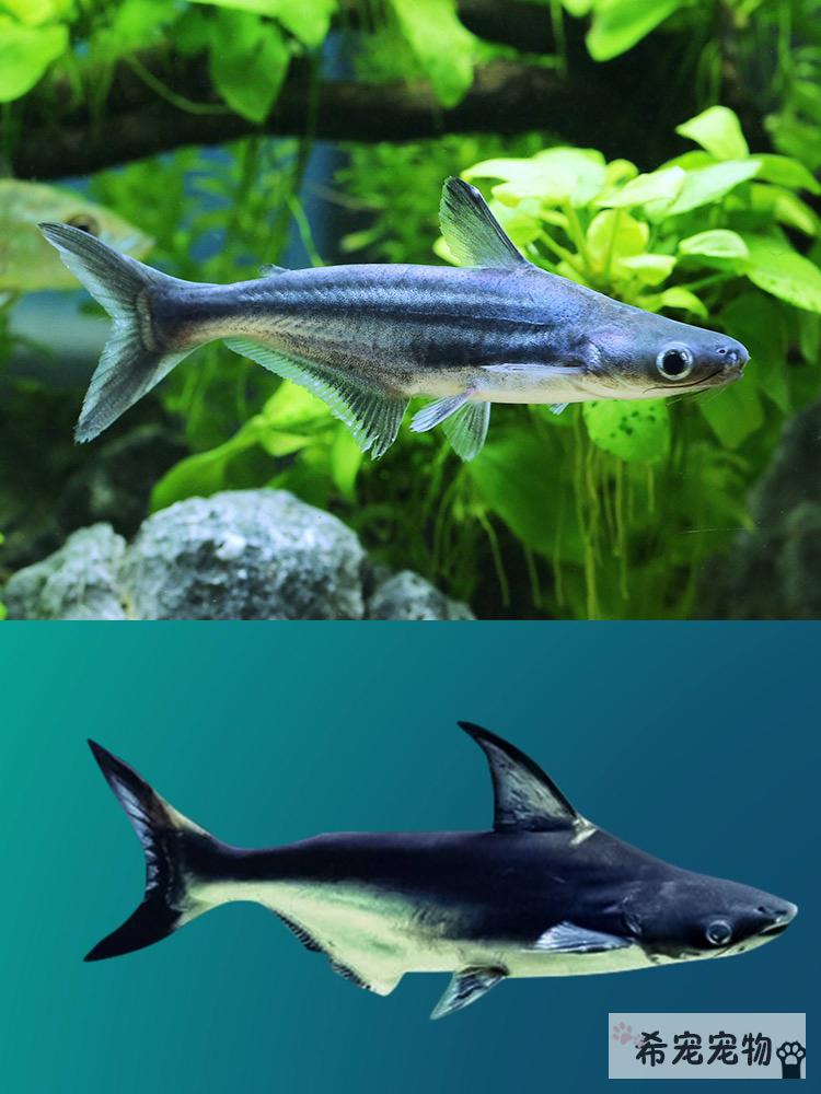 鲨鱼成吉思汗鲨大白鲨蓝鲨虎头鲨白化鲨凶猛热带淡水鱼观赏鱼活体蓝鲨
