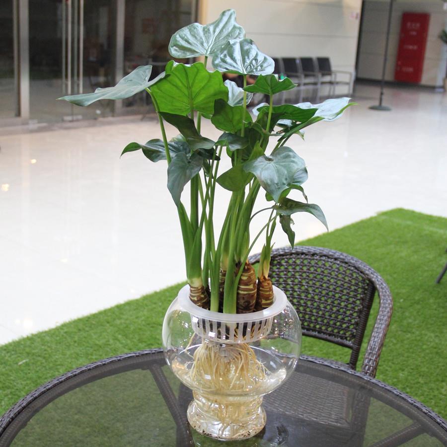 园艺水培大叶千手观音盆栽花小植物室内桌面盆景滴水观音千佛手常绿叶