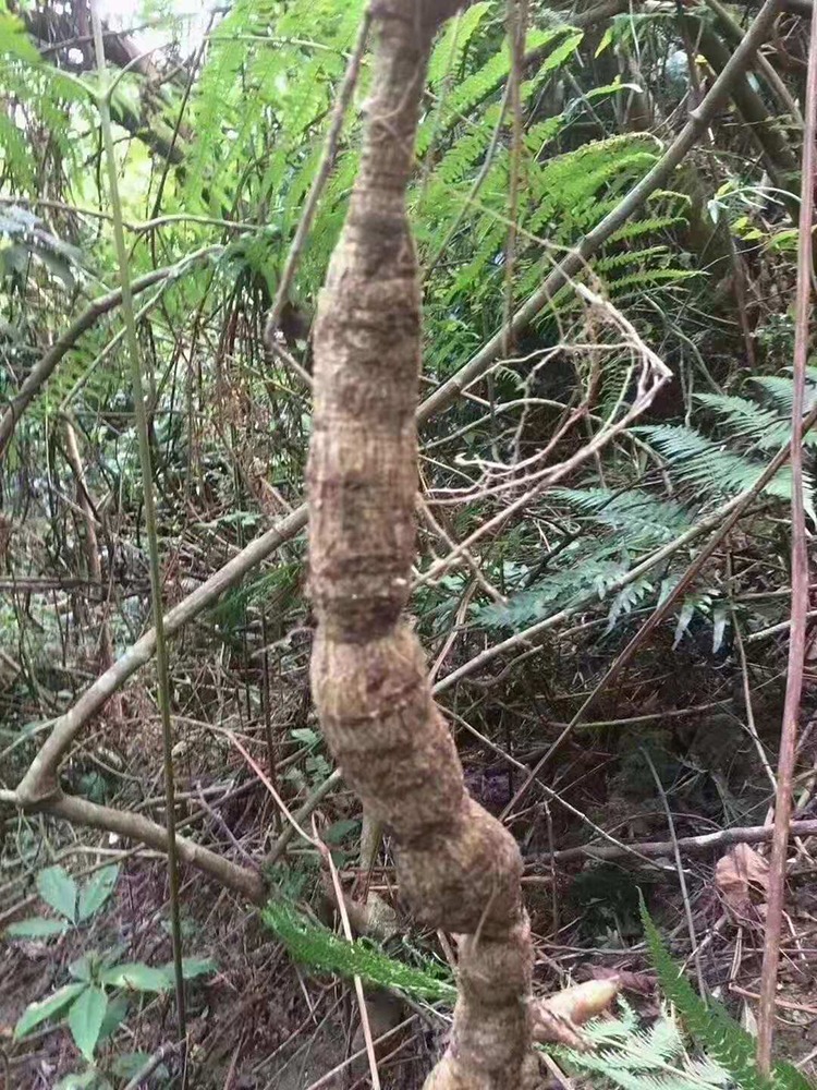 牛大力野生牛大力中药材粉质正宗新鲜农家干货金钟根500g煲汤泡酒九九