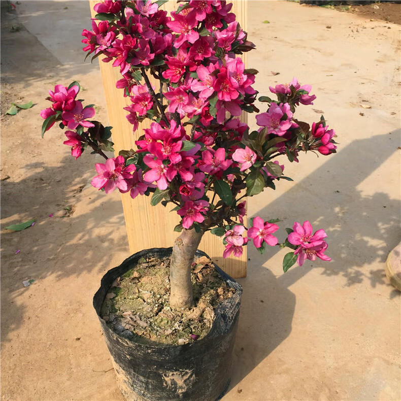 日本海棠花苗盆景树桩阳台庭院盆栽观花植物北美海棠西府垂丝海棠