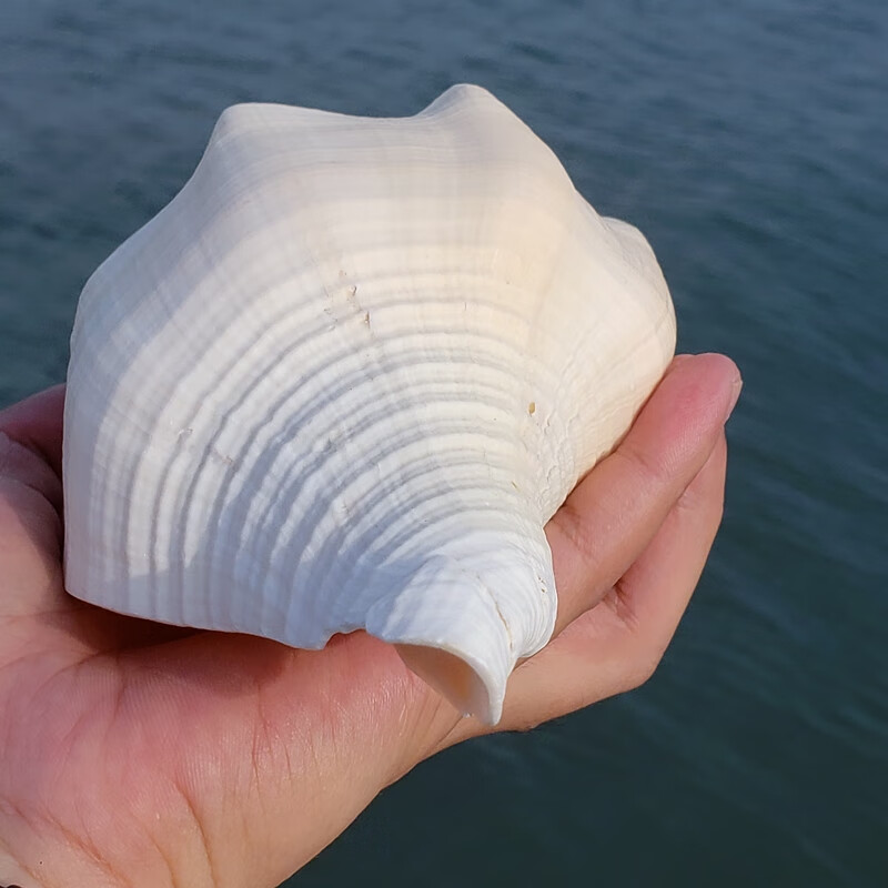 天然海螺贝壳超大海螺黄蜗螺大贝壳白珊瑚摆件鱼缸珊瑚造景四大名螺