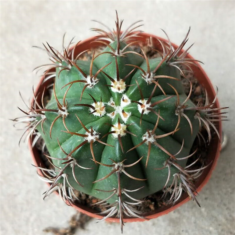 实生仙人球【魔云】庭院花卉盆栽植物开花仙人球云座球强刺属藏云 实