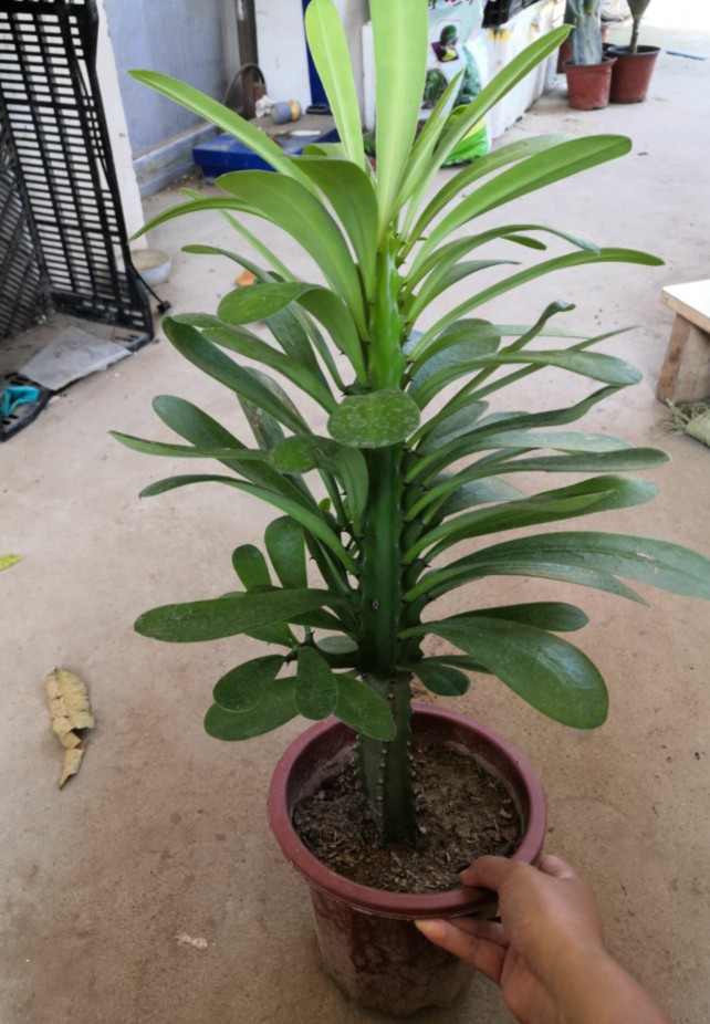 麒麟花的花语和象征代表意义:坚贞,忠诚,勇猛,给人安全感.