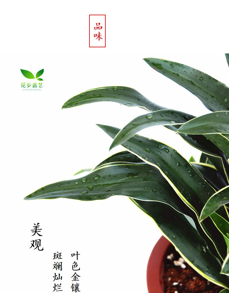 金边银边中华万年青属盆栽绿植四季常青庭院阳台室内客厅净化空气银边万年青2年苗约2株 原盆土不含盆 图片价格品牌报价 京东