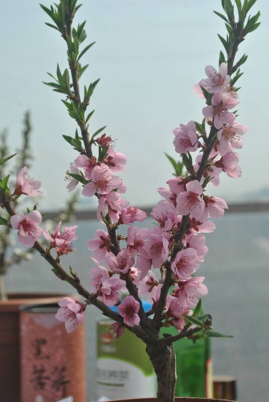 沭之美桃花树盆栽 四季桃花苗树寿心桃盆栽寿星桃观赏盆景 耐寒植物