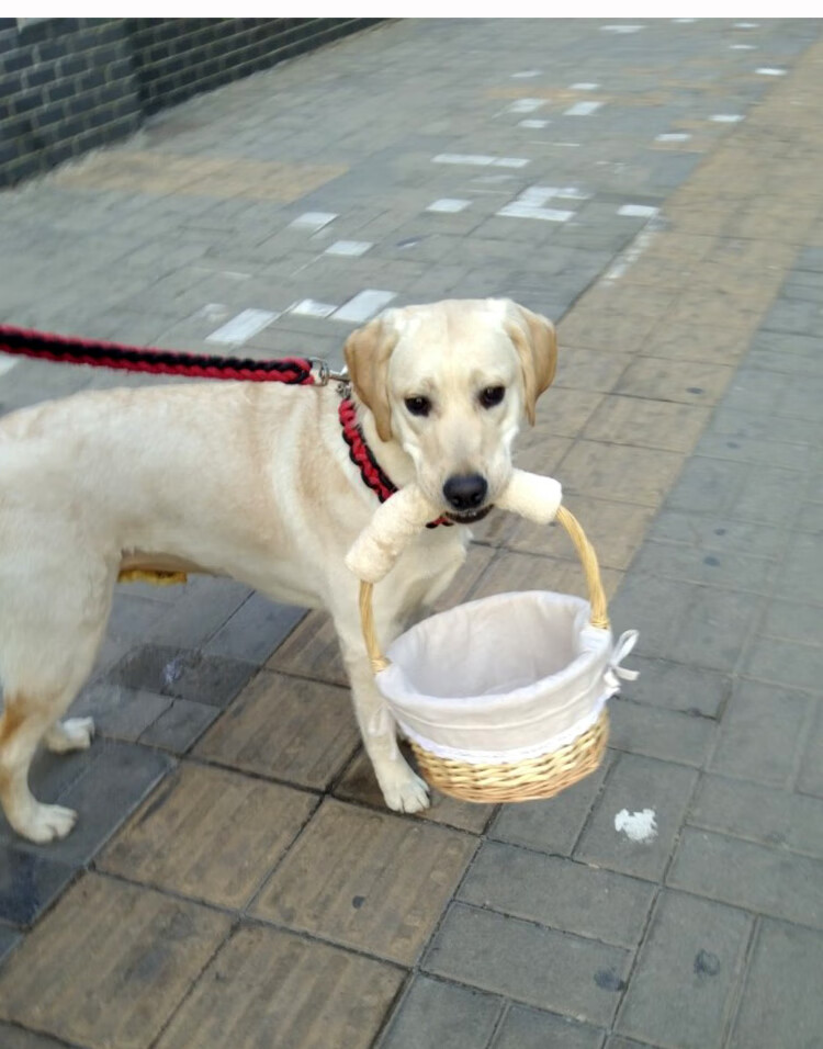 狗狗叼的篮子金毛大型狗叼篮子宠物狗篮子拉布拉多训狗用品半包提手