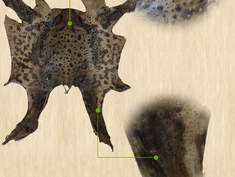 癞蛤蟆皮活体干蟾蜍衣蟾蜍粉赖疥蛤蟆癞疙宝官方旗舰5张