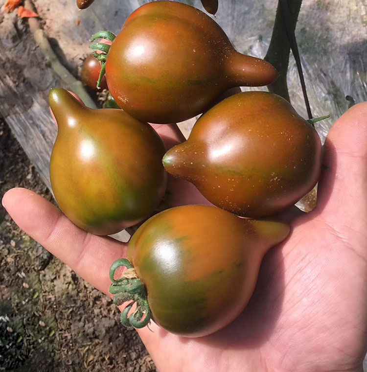 紫桃番茄种子黑樱桃西红柿粉桃金桃盆栽蔬菜种籽圣女果春季秋冬季紫桃