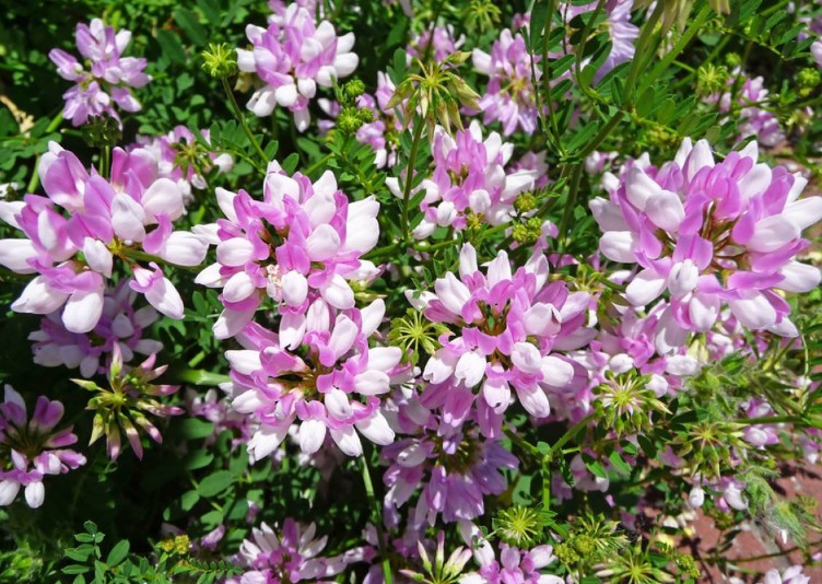 多变小冠花种子种籽庭院高山坡荒地护坡观赏固土极强地被观赏花籽百慕